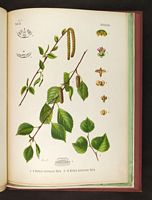 Bouleau pubescent. Planche d'identification Koehler. Cliquer pour agrandir l'image.