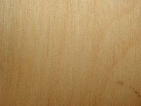 Bouleau verruqueux. Bois en coupe tangentielle. Cliquer pour agrandir l'image.