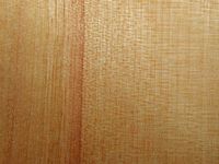 Bouleau verruqueux. Bois en coupe longitudinale. Cliquer pour agrandir l'image.