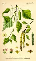 Bouleau verruqueux. Planche d'identification. Cliquer pour agrandir l'image.