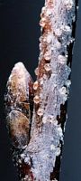 Bouleau verruqueux. Bourgeon. Cliquer pour agrandir l'image.