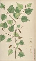 Bouleau verruqueux. Dessin d'identification. Cliquer pour agrandir l'image.