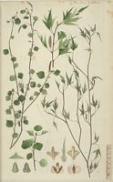Bouleau verruqueux. Dessin d'identification. Cliquer pour agrandir l'image.
