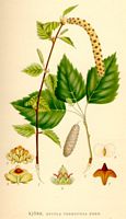 Bouleau verruqueux. Dessin d'identification. Cliquer pour agrandir l'image.