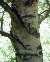 Bouleau verruqueux. Écorce. Cliquer pour agrandir l'image.