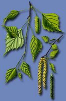 Bouleau verruqueux. Identification. Cliquer pour agrandir l'image.