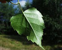 Bouleau verruqueux. Feuille dessous. Cliquer pour agrandir l'image.