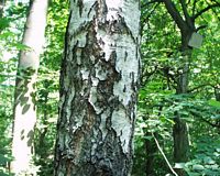 Bouleau verruqueux. Écorce vieille. Cliquer pour agrandir l'image.
