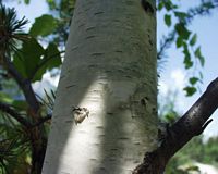 Bouleau verruqueux. Écorce jeune. Cliquer pour agrandir l'image.