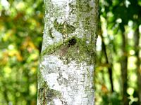 Bouleau verruqueux. Écorce. Cliquer pour agrandir l'image.