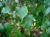 Bouleau verruqueux. Feuilles. Cliquer pour agrandir l'image.