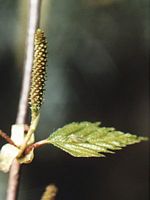 Bouleau verruqueux. Chaton femelle. Cliquer pour agrandir l'image.