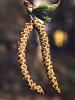 Bouleau verruqueux. Chaton mâle. Cliquer pour agrandir l'image.