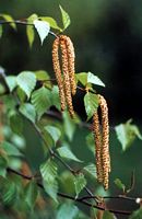 Bouleau verruqueux. Fleurs. Cliquer pour agrandir l'image.
