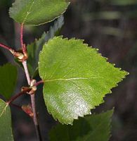 Bouleau verruqueux. Feuille. Cliquer pour agrandir l'image.