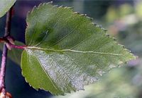 Bouleau verruqueux. Feuille. Cliquer pour agrandir l'image.