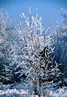 Bouleau verruqueux. Sous la neige. Cliquer pour agrandir l'image.