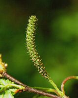 Bouleau verruqueux. Fleur femelle. Cliquer pour agrandir l'image.