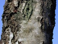 Bouleau verruqueux. Écorce. Cliquer pour agrandir l'image.