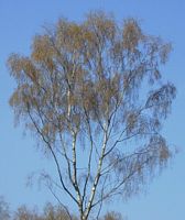 Bouleau verruqueux. Houppier. Cliquer pour agrandir l'image.