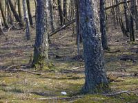 Bouleau verruqueux. Troncs. Cliquer pour agrandir l'image.