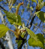 Bouleau verruqueux. Fleur femelle. Cliquer pour agrandir l'image.
