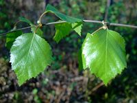 Bouleau verruqueux. Feuille. Cliquer pour agrandir l'image.
