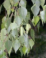 Bouleau verruqueux. Feuillage. Cliquer pour agrandir l'image.