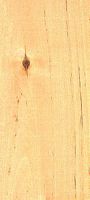 Bouleau verruqueux. Bois en coupe tangentielle. Cliquer pour agrandir l'image.