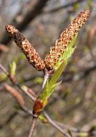 Bouleau verruqueux. Fleurs. Cliquer pour agrandir l'image.