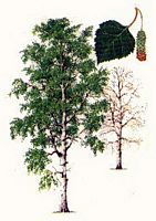 Bouleau verruqueux. Dessin. Cliquer pour agrandir l'image.