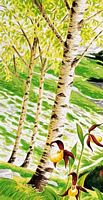Bouleau verruqueux. Aquarelle. Cliquer pour agrandir l'image.