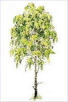 Bouleau verruqueux. Silhouette. Cliquer pour agrandir l'image.