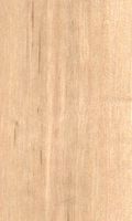 Bouleau verruqueux. Bois en coupe longitudinale. Cliquer pour agrandir l'image.