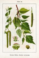 Bouleau verruqueux. Cliquer pour agrandir l'image.
