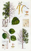Bouleaux. Planche d'identification. Cliquer pour agrandir l'image.