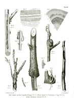 Bouleaux. Parasité par tenthredo, planche ratzeburg 49. Cliquer pour agrandir l'image.
