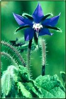 Bourrache officinale. Cliquer pour agrandir l'image.