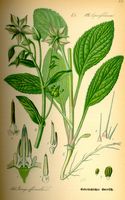 Bourrache officinale. Planche d'identification. Cliquer pour agrandir l'image.