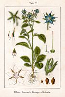 Bourrache officinale. Cliquer pour agrandir l'image.