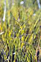 Brachypode penné. Cliquer pour agrandir l'image.