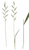 Brachypode penné. Dessin. Cliquer pour agrandir l'image.