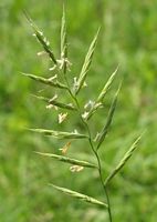 Brachypode penné. Cliquer pour agrandir l'image.