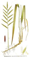 Brachypode penné. Dessin d'identification. Cliquer pour agrandir l'image.
