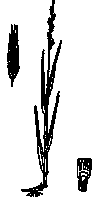 Brachypode penné. Dessin. Cliquer pour agrandir l'image.