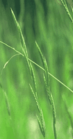Brachypode penné. Cliquer pour agrandir l'image.