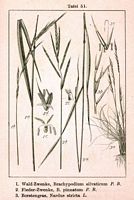 Brachypode penné. Cliquer pour agrandir l'image.