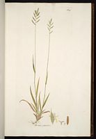 Brachypode penné. Planche host. Cliquer pour agrandir l'image.