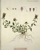 Brunelle commune. Planche d'identification Flora danica. Cliquer pour agrandir l'image.