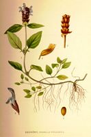 Brunelle commune. Planche d'identification Linnemand. Cliquer pour agrandir l'image.